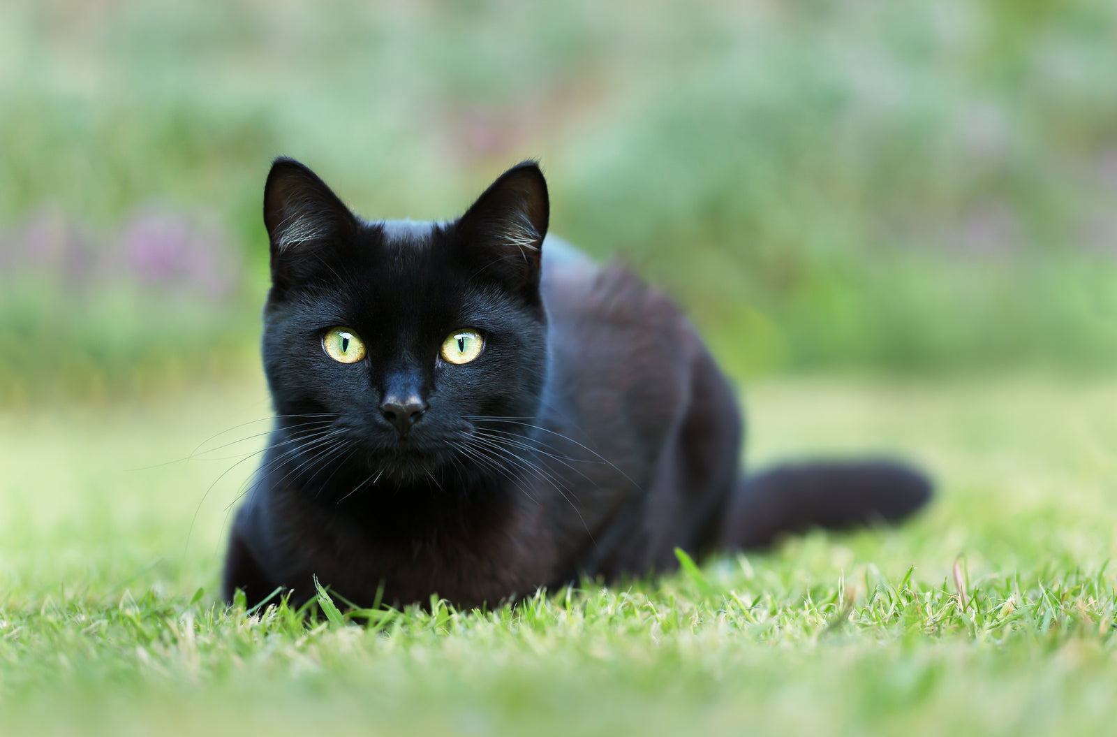 black cat